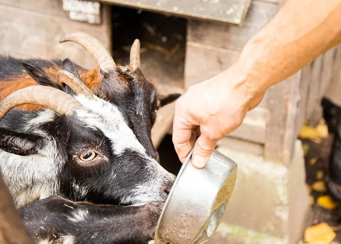 De Appelgaard Bed & Breakfast