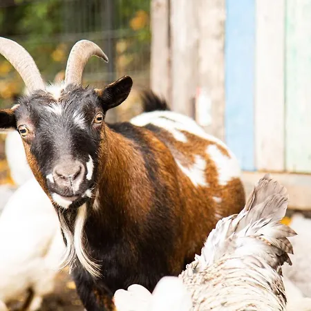 De Appelgaard 바르네벨트